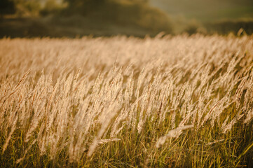 Yellow grass on the field in the sunlight at sunset. Background. World, country environment day concept. Stunning meadow sunrise with bokeh light.