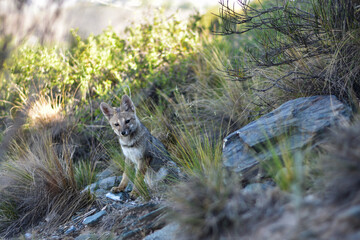 Baby fox in natural habitat, mountains of Argentina, Las Vegas