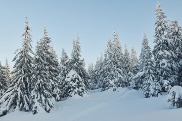 Magical winter landscape with snow covered trees at daytime
