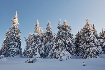 Clear blue sky. Magical winter landscape with snow covered trees at daytime