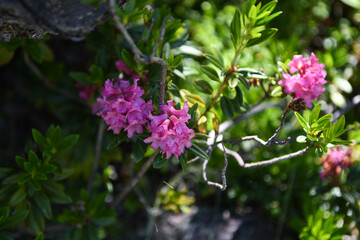 Rhododendron ferrugineux (Rhododendron ferrugineum)