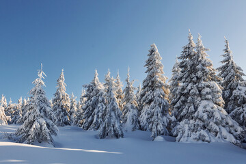 Clear blue sky. Magical winter landscape with snow covered trees at daytime