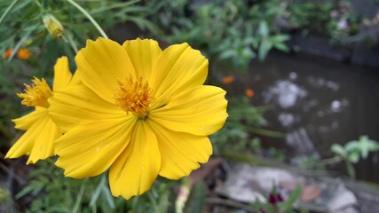 yellow flowers in the garden