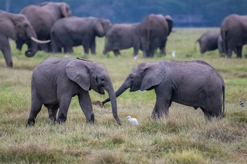 Two young elephants playing in the herd