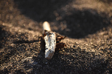 textured drift wood