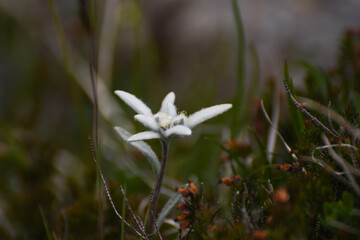 Edelweiss 03