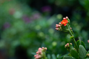 Flores Capullos verde Naturaleza Colores Vivos