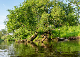 Fototapeta na wymiar summer landscape with a small forest river, low river calm, summer wild river reflection landscape.