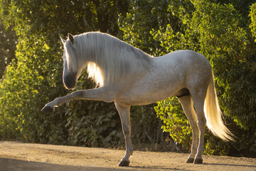 Obraz na płótnie Canvas Beautiful portrait of a spanish horse stallion doing spanish walk