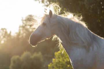 Obraz na płótnie Canvas Beautiful face portrait of a spanish horse stallion