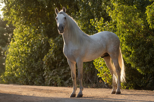 Beautiful full body portrait of a spanish horse stallion