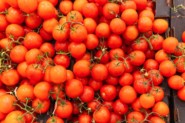 background of fresh tomatoes for sale in the market. organic vegetables on the shelves of the hypermarket