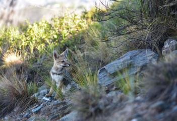 Baby fox in a natural habitat, mountains of Argentina, Las Vegas