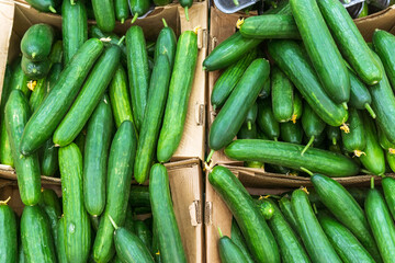 green cucumbers on the counter of the market, a hypermarket of vegetables. selective focus