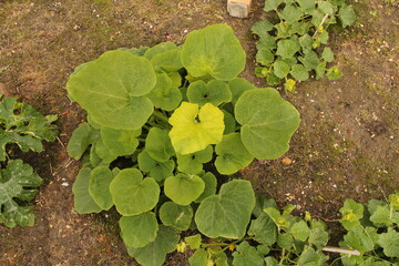 top view at a pumpkin plant with big green leaves in a vegetable garden in summer 
