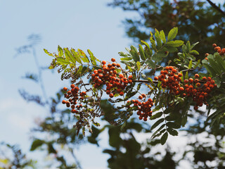 Sorbus aucuparia oder Vogelbeerebaum mit Zweigen, die mit gefiederten Blättern und kleinen...