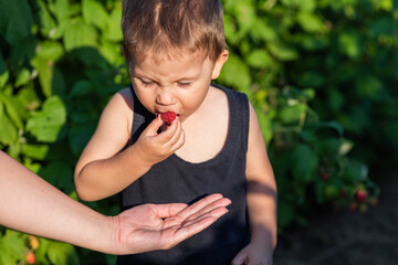 Toddler kid eating ripe healthy raspberry.