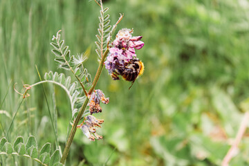 bee on a flower