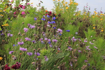 different colored cornflowers in a field margin in summer in the dutch countryside