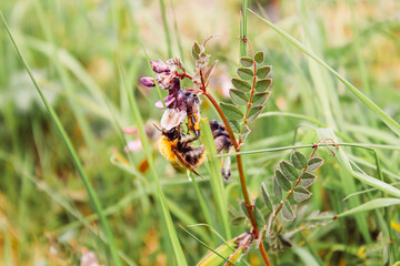 butterfly on a flower