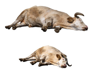 Dead or sleeping ox isolated on white background - obrazy, fototapety, plakaty