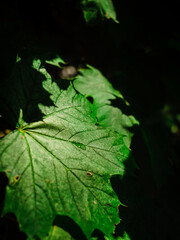 green leaf on the ground