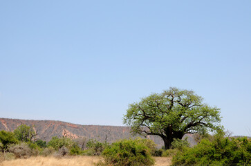 Obraz premium A green summery baobab forming the foreground with Chilojo cliffs as the backdrop