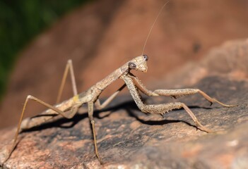 Mantis
