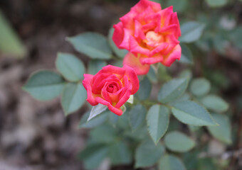 miniature rose flower and bud on rosebush