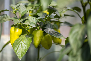 A bunch of yellow peppers is ripening in the greenhouse.