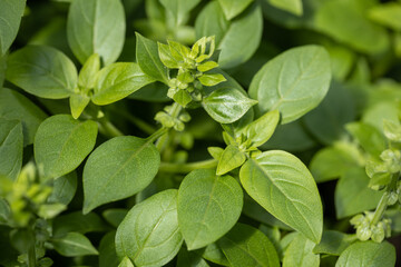 The spicy herb basil grows in the garden bed. View from above.