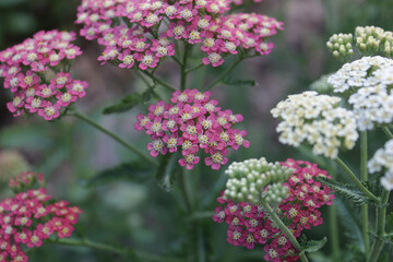 dark pink and white yarrow flowers