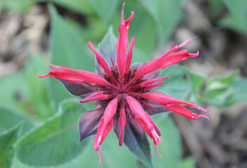 red scarlet crimson bee balm flower closeup