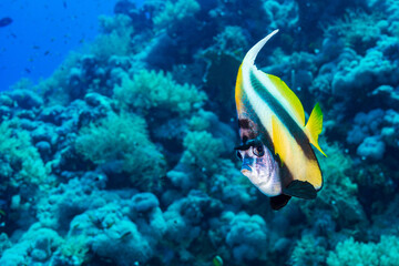 Fototapeta na wymiar Red Sea Banner Fish on a Coral Reef