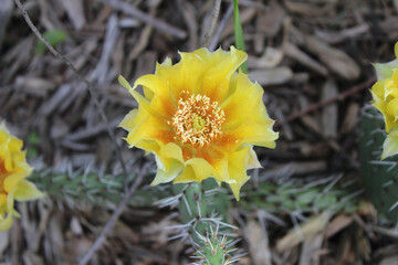 eastern prickly pear cactus bloom