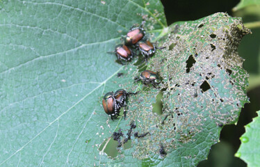 japanese beetles on grape leaf