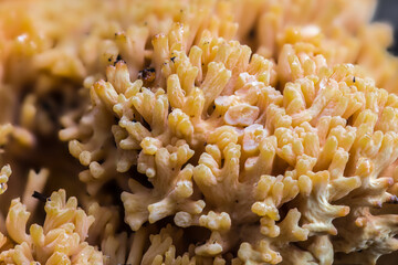 Ramaria Fungus, Bavaria, Germany