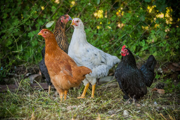 Poules