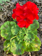 red geranium in garden mulch