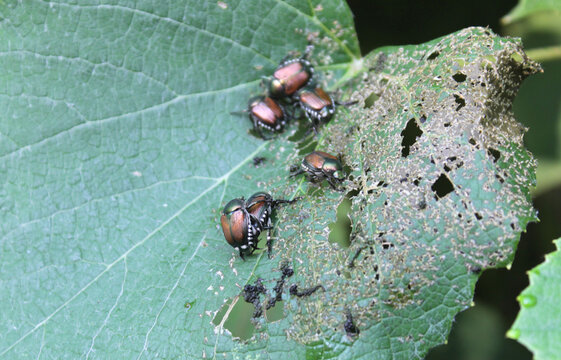 Japanese Beetles On Grape Leaf