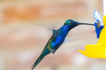 Picaflor en bebedero © Andres