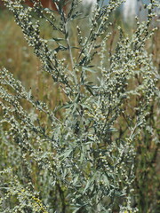 Coast of the Volga River in Russia.A poisonous plant similar to garden dill.