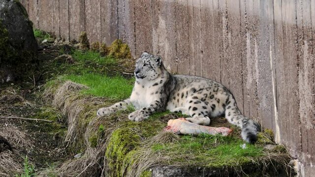 Close up view of gorgeous snow leopard isolated laying in aviary of swedish Zoo Kolmarden. 