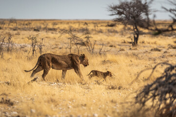 Lion and cub on hunting