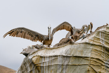 Fototapeta na wymiar Flock of pelicans on a cliff top. Close up view from water, taken from kayak