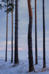 Trunks of pine trees on the background of sunset on the lake in winter