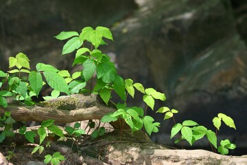 Poison ivy vines on rocky grounds