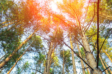 pine trees in forest from the ground. Bottom View Wide Angle Background.