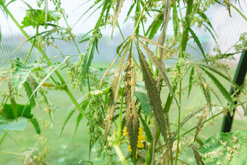 Seeds soon to be harvested for CBD oil production. Commercial hemp production. Natural health concept.
