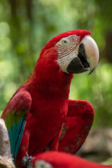 The green-winged macaw on tree branch